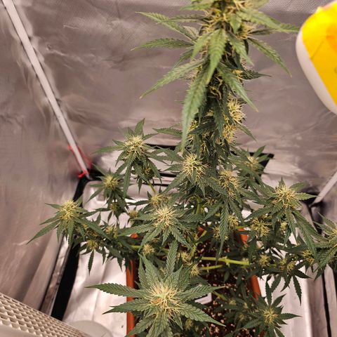 Purple Skunk Auto growlog timeline photo