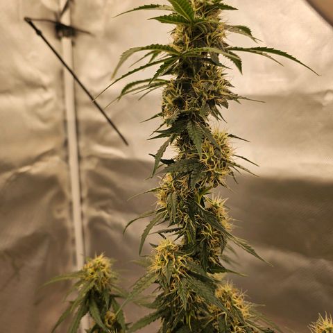 Purple Skunk Auto growlog timeline photo