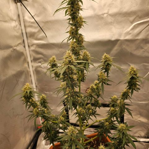 Purple Skunk Auto growlog timeline photo