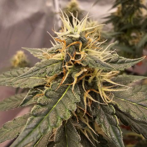 Purple Skunk Auto growlog timeline photo