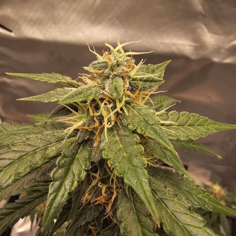 Purple Skunk Auto growlog timeline photo