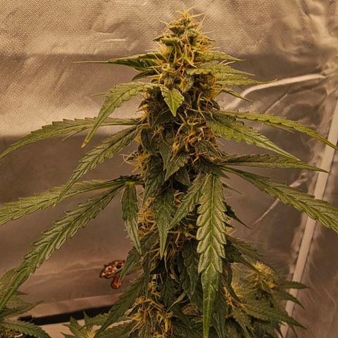Purple Skunk Auto growlog timeline photo