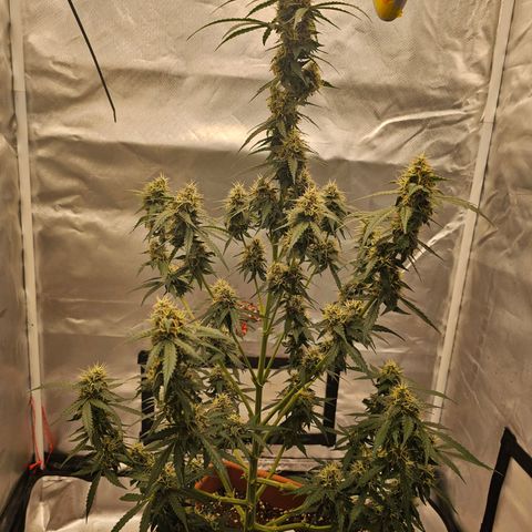 Purple Skunk Auto growlog timeline photo
