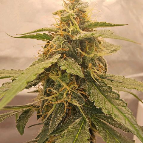 Purple Skunk Auto growlog timeline photo