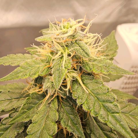 Purple Skunk Auto growlog timeline photo