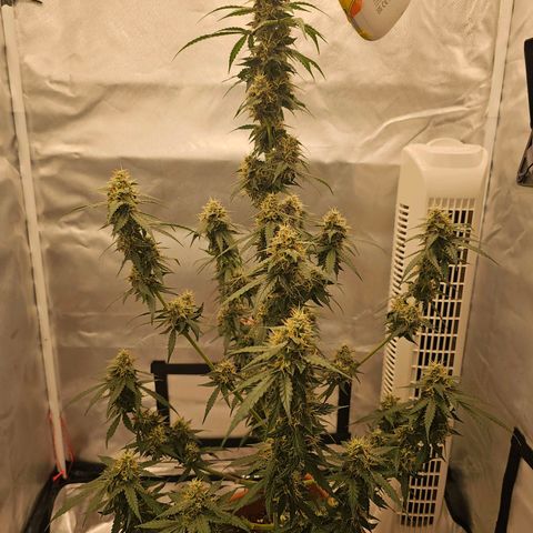 Purple Skunk Auto growlog timeline photo