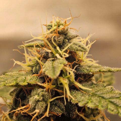 Purple Skunk Auto growlog timeline photo