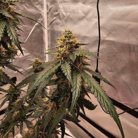 Purple Skunk Auto growlog timeline photo