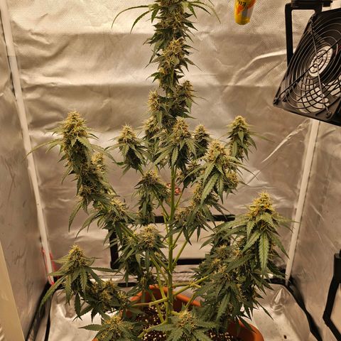 Purple Skunk Auto growlog timeline photo