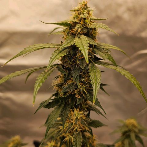 Purple Skunk Auto growlog timeline photo
