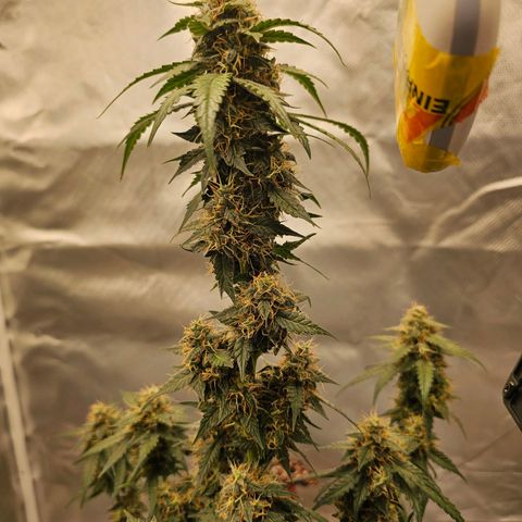 Purple Skunk Auto growlog timeline photo