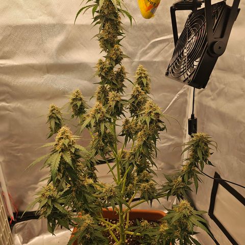 Purple Skunk Auto growlog timeline photo