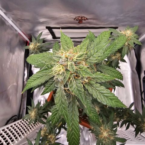 Purple Skunk Auto growlog timeline photo