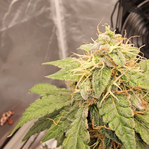 Purple Skunk Auto growlog timeline photo