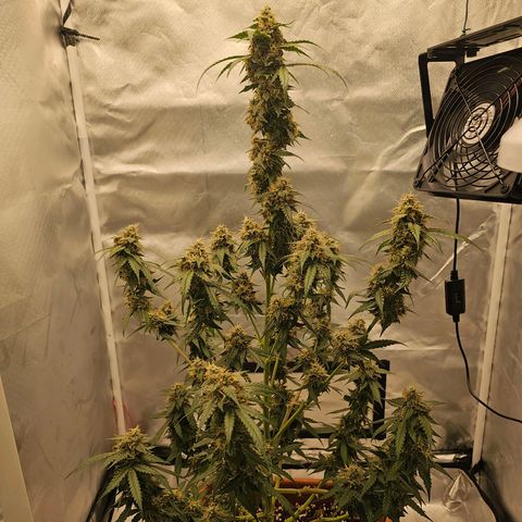 Purple Skunk Auto growlog timeline photo