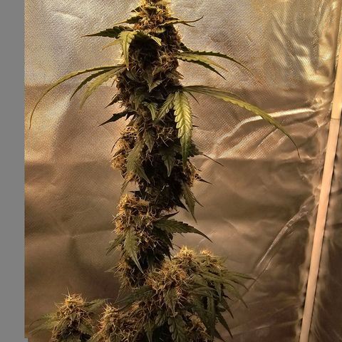 Purple Skunk Auto growlog timeline photo