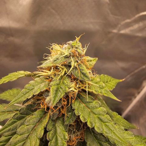Purple Skunk Auto growlog timeline photo