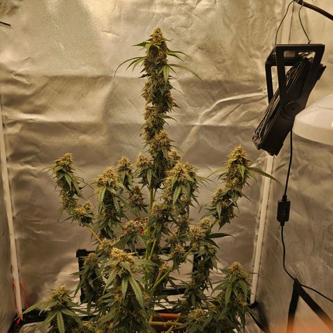 Purple Skunk Auto growlog timeline photo