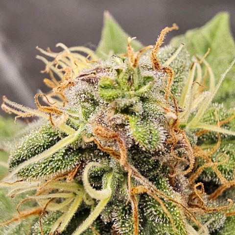 Purple Skunk Auto growlog timeline photo