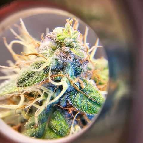 Purple Skunk Auto growlog timeline photo