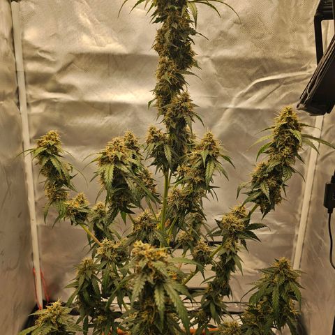 Purple Skunk Auto growlog timeline photo