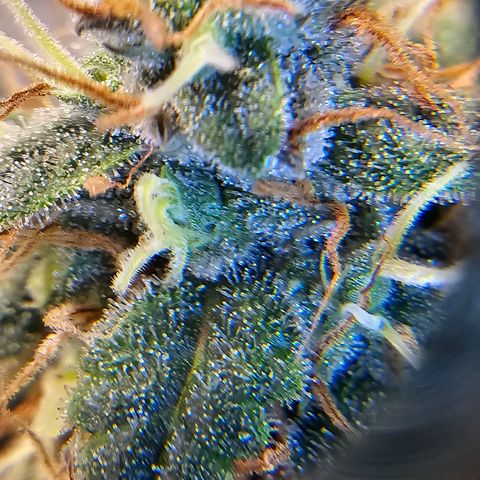 Purple Skunk Auto growlog timeline photo