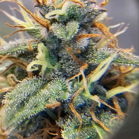 Purple Skunk Auto growlog timeline photo