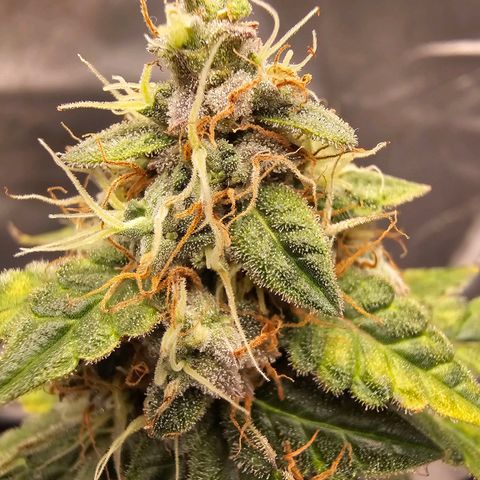 Purple Skunk Auto growlog timeline photo