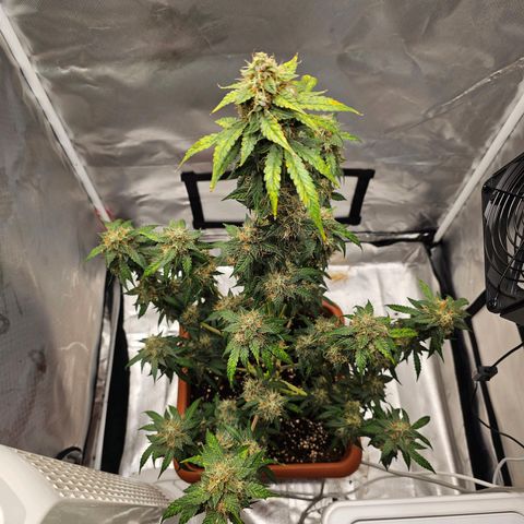 Purple Skunk Auto growlog timeline photo