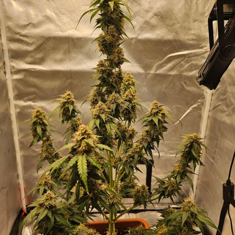 Purple Skunk Auto growlog timeline photo