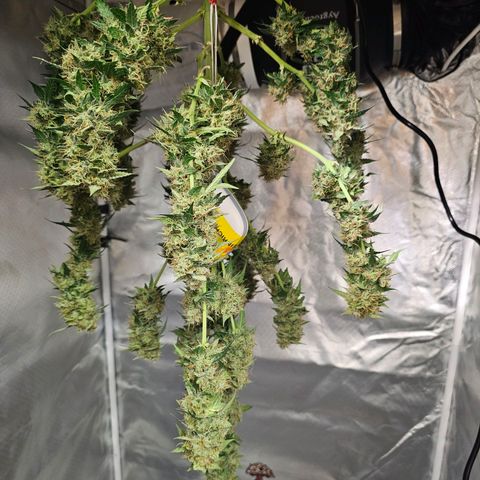 Purple Skunk Auto growlog timeline photo