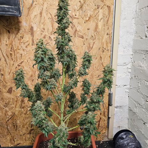 Purple Skunk Auto growlog timeline photo