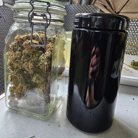 Purple Skunk Auto growlog timeline photo