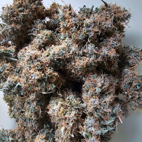 Purple Skunk Auto growlog timeline photo