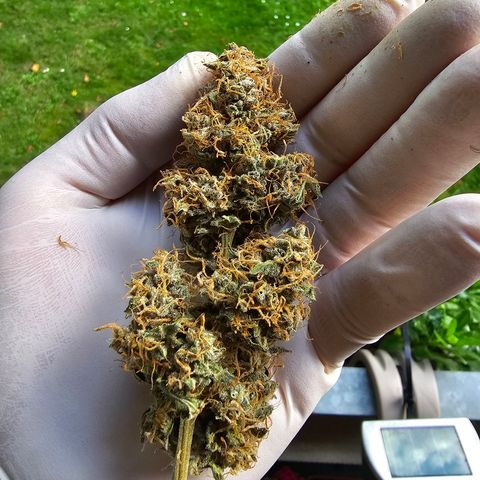 Purple Skunk Auto growlog timeline photo