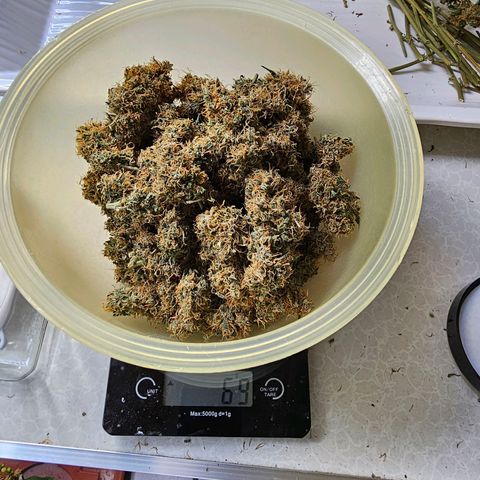 Purple Skunk Auto growlog timeline photo