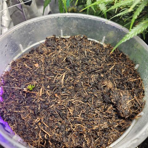 Minz Automatic  growlog timeline photo