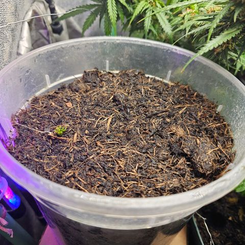 Minz Automatic  growlog timeline photo
