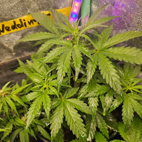 Wedding Cake Auto 2 growlog timeline photo