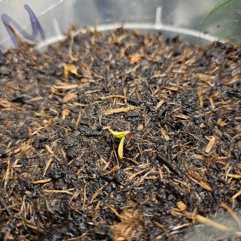 Minz Automatic  growlog timeline photo