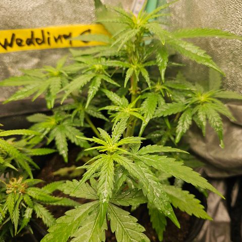 Wedding Cake Auto 2 growlog timeline photo