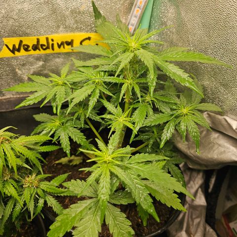 Wedding Cake Auto 2 growlog timeline photo