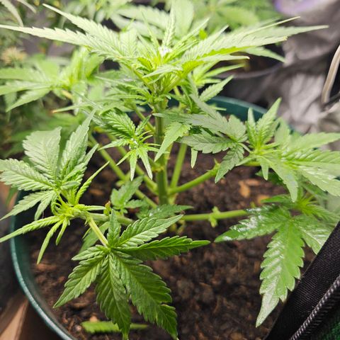 Wedding Cake Auto  growlog timeline photo