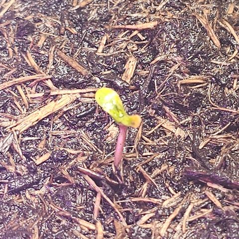 Minz Automatic  growlog photo: Pflänzchen entwickelt sich schnell. Heute am 4.6.24 aufgestanden und ausgebreitet 