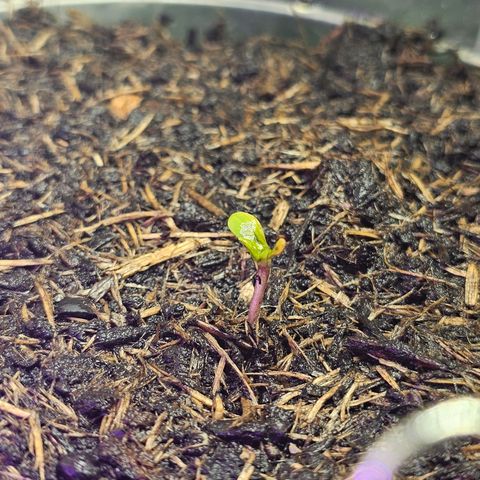 Minz Automatic  growlog photo: Pflänzchen entwickelt sich schnell. Heute am 4.6.24 aufgestanden und ausgebreitet 