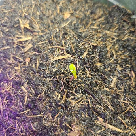 Minz Automatic  growlog photo: Pflänzchen entwickelt sich schnell. Heute am 4.6.24 aufgestanden und ausgebreitet 