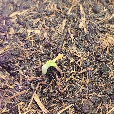 Minz Automatic  growlog photo: Gelbes Blatt. Erde für jungpflänzchen eventuell zu scharf? Sieht nicht gut aus 🥹😵‍💫