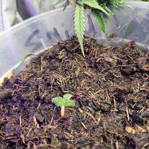 Minz Automatic  growlog timeline photo