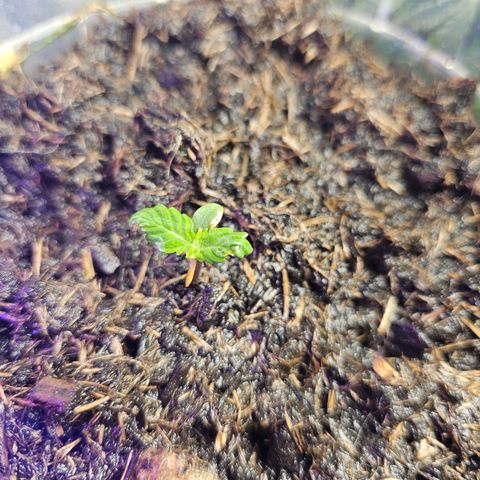 Minz Automatic  growlog photo: Erholt? 😺