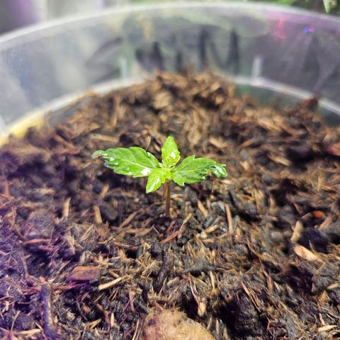 Minz Automatic  growlog timeline photo